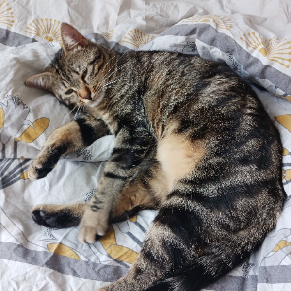 Lili-puce