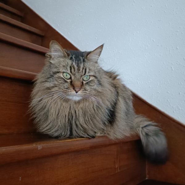 Photo de Isidor