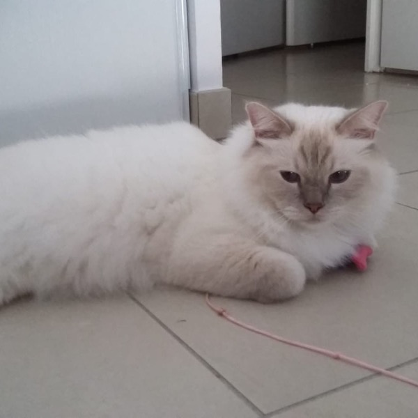 Photo de Pacha