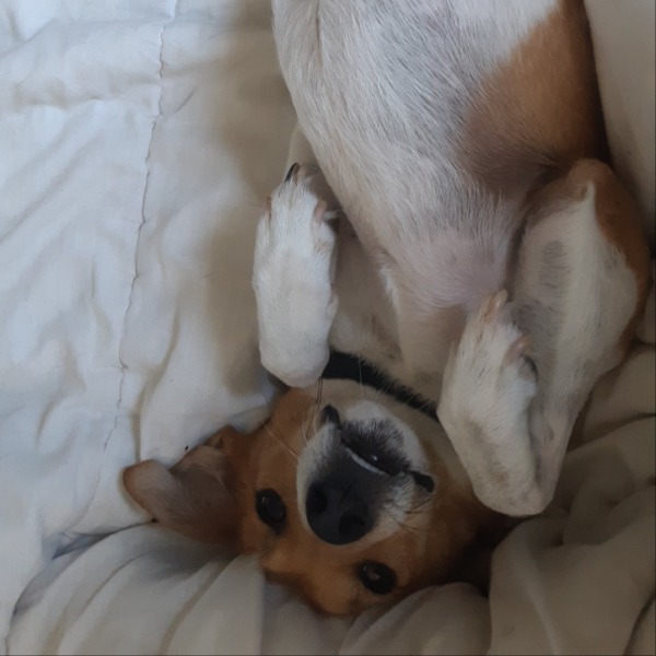 Cükky