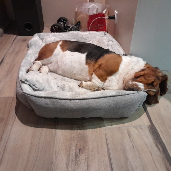 Photo de Reglisse