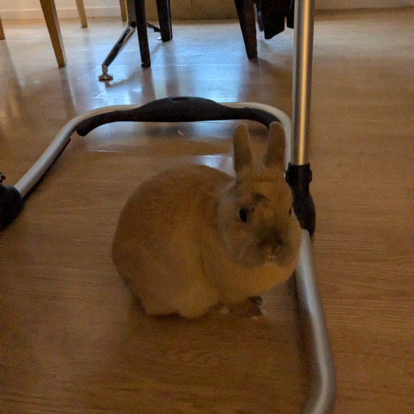 Titi
