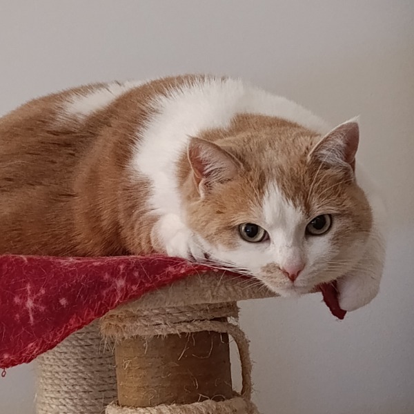 Photo de caramel