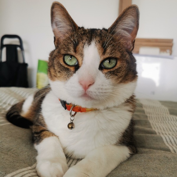 Photo de Mawé