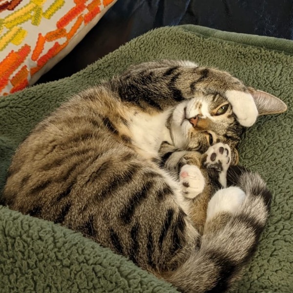 Photo de Nala