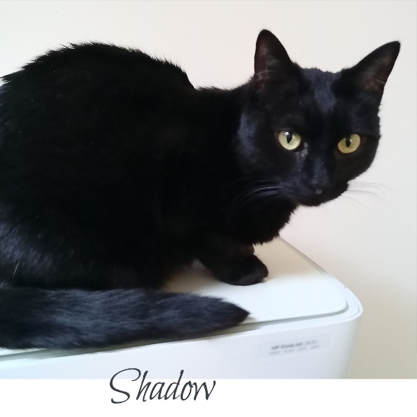 Photo de Shadow