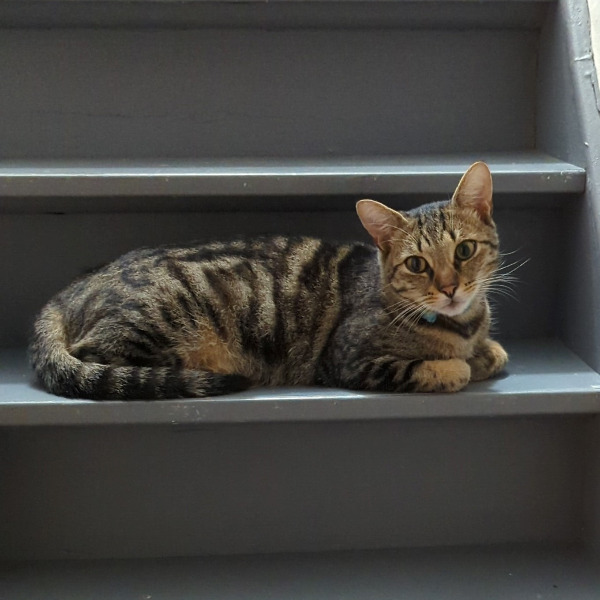 Gigio