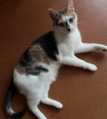 Photo de Tika