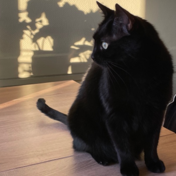 Mowgli