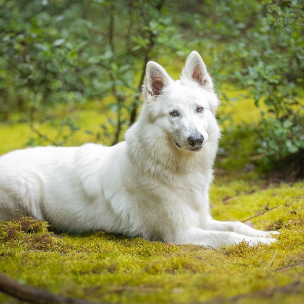 Photo de Valka