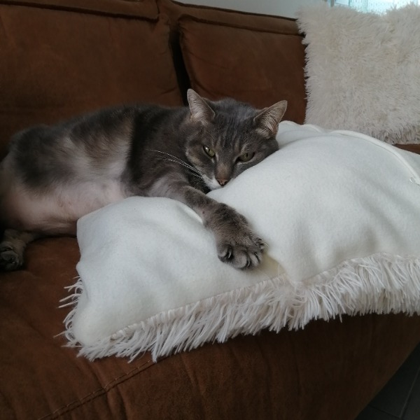 Noisette