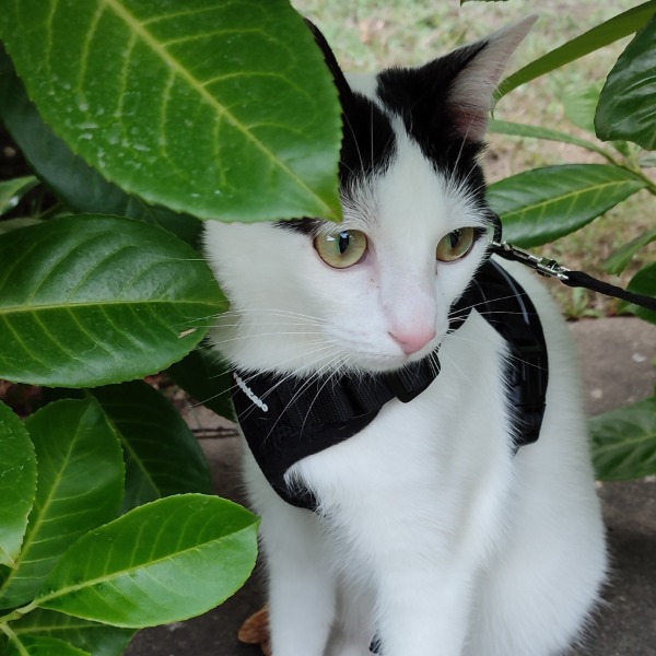 Photo de COOKIE
