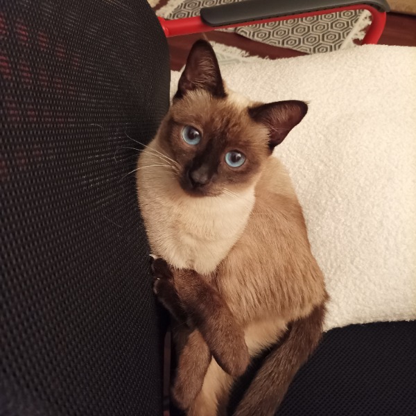 Lily-Rosemarie