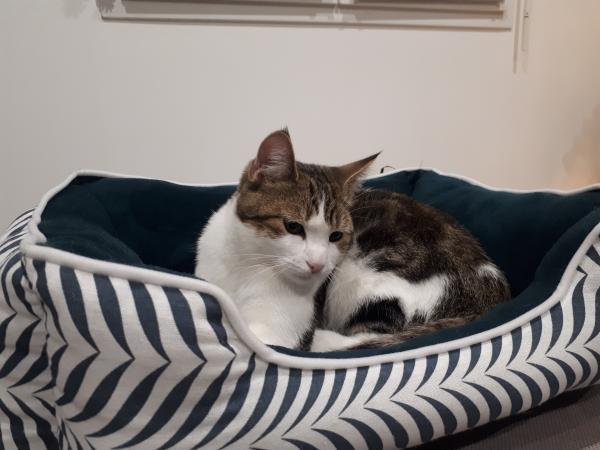 Photo de Simba
