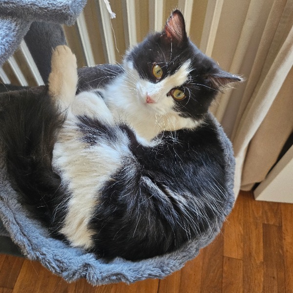 Photo de Berlioz
