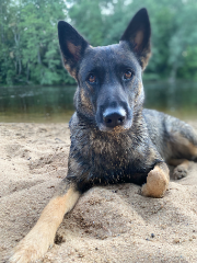 Sana