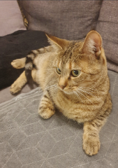 Nya