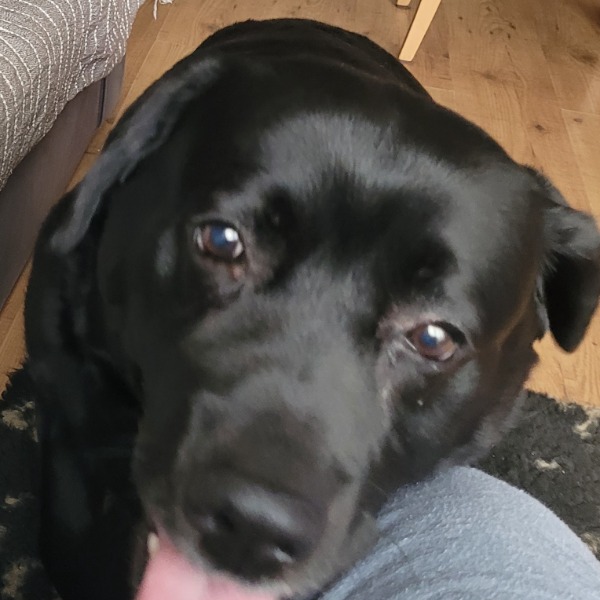 Photo de Lucky