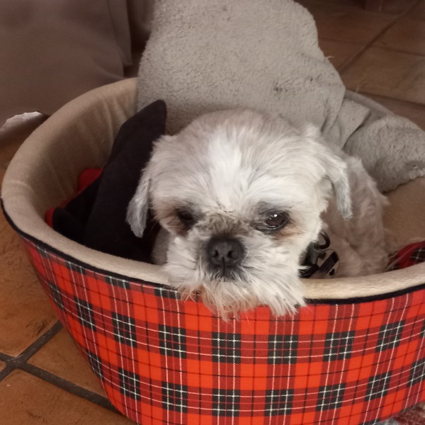 Photo de Honey