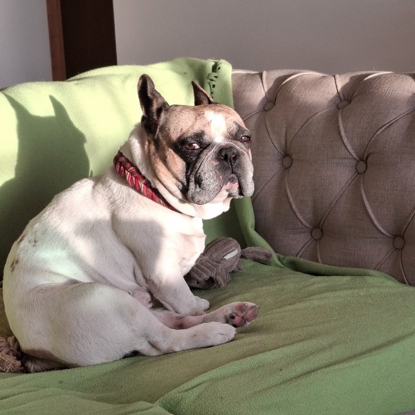Photo de Popeye