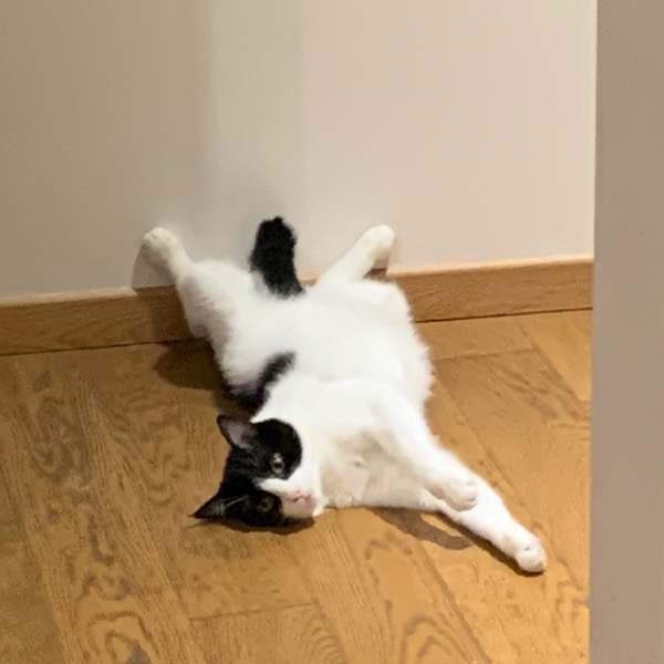 Photo de Snowy
