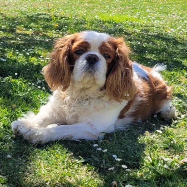 Photo de Jazz