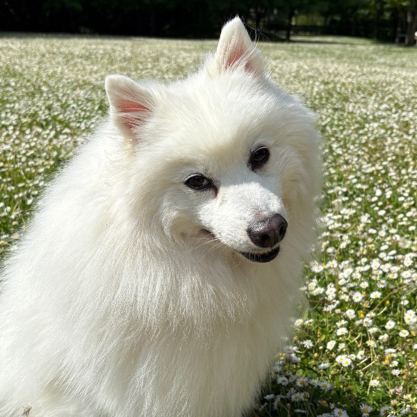 Photo de Maki