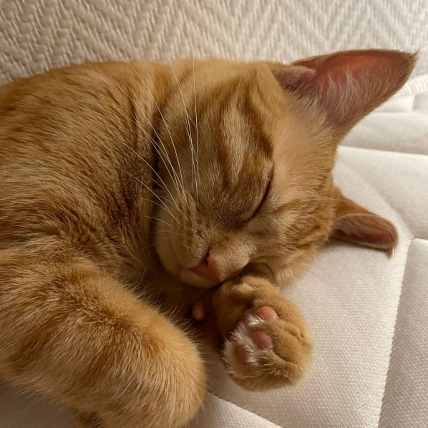 Photo de Hinano