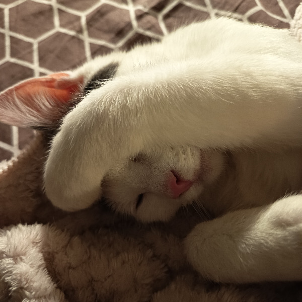 Milano