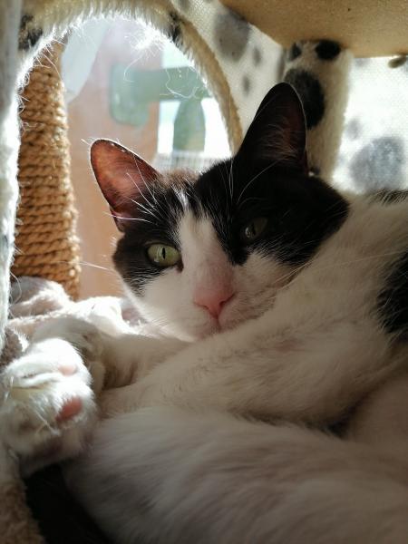 Plumette