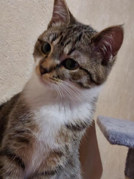 Photo de Tekila