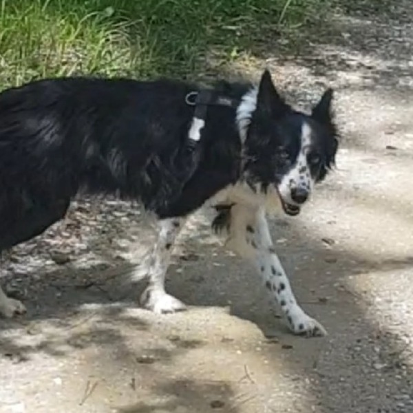 Photo de Rocky