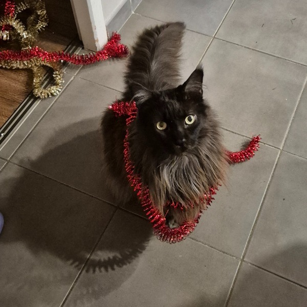 Photo de Haribo