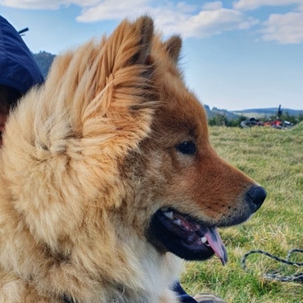Photo de Véïko