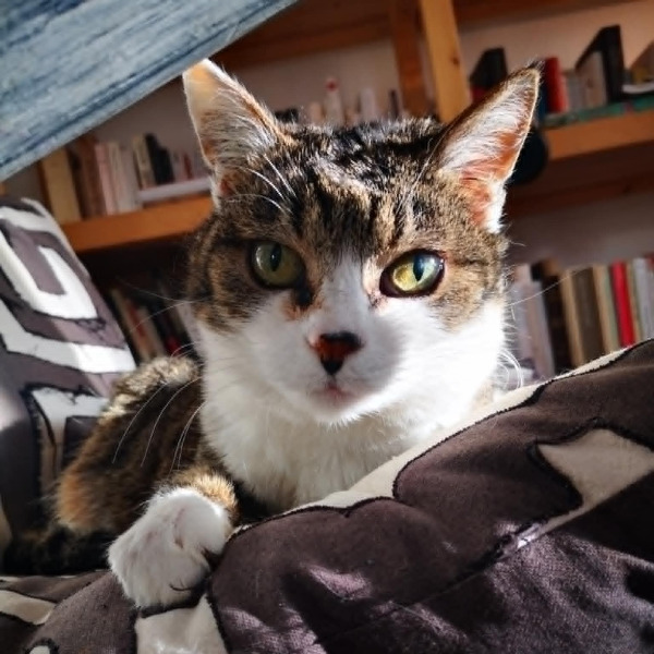 Photo de Kali