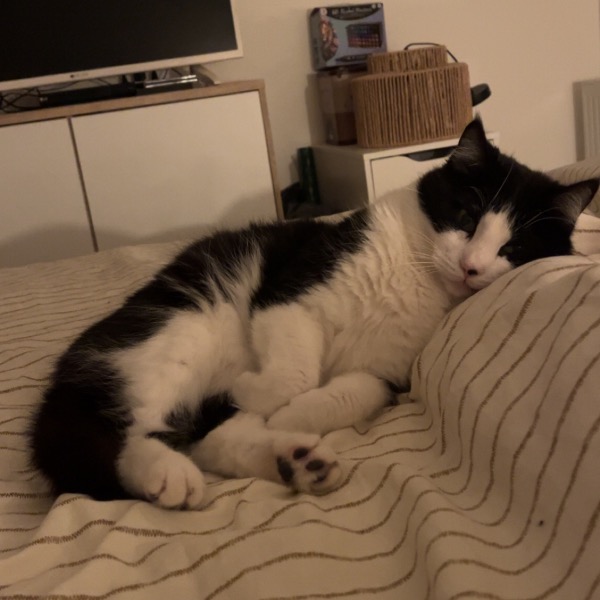 Photo de Poufsouffle