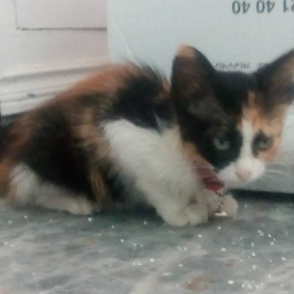 Photo de MIA