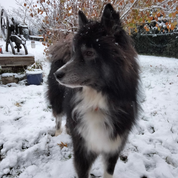 Photo de totoro