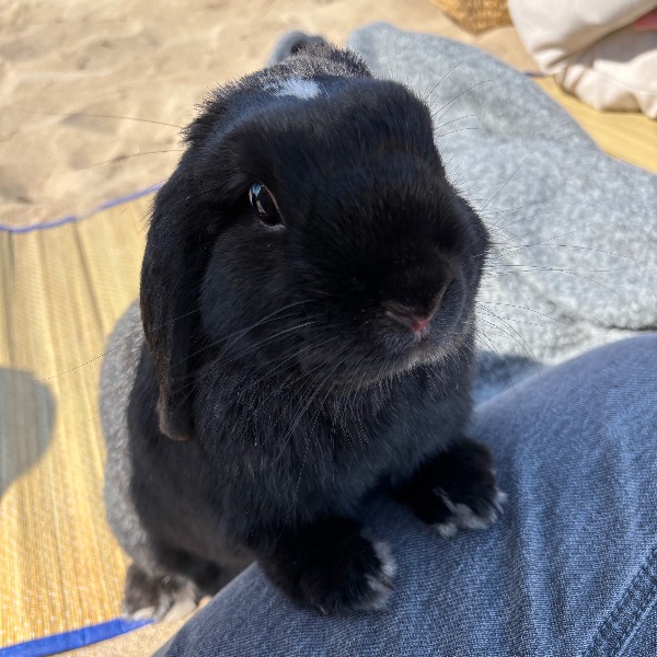Lila
