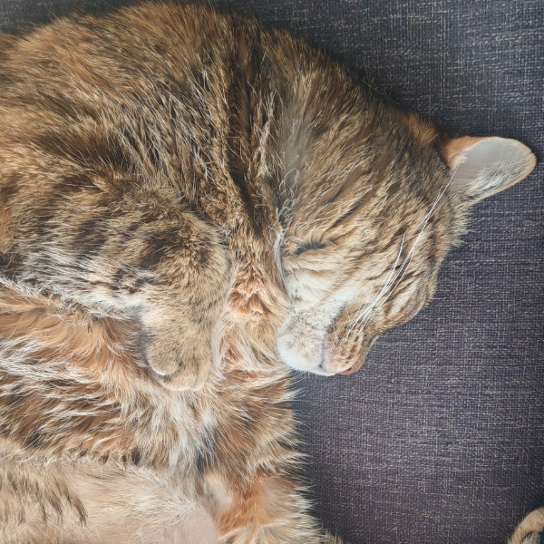 Skippy