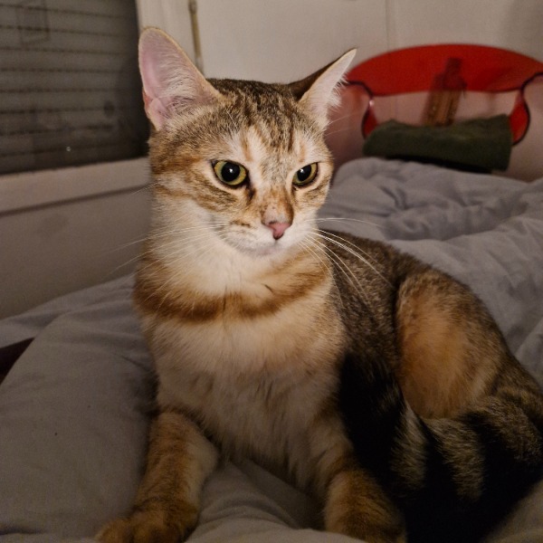Myrtille