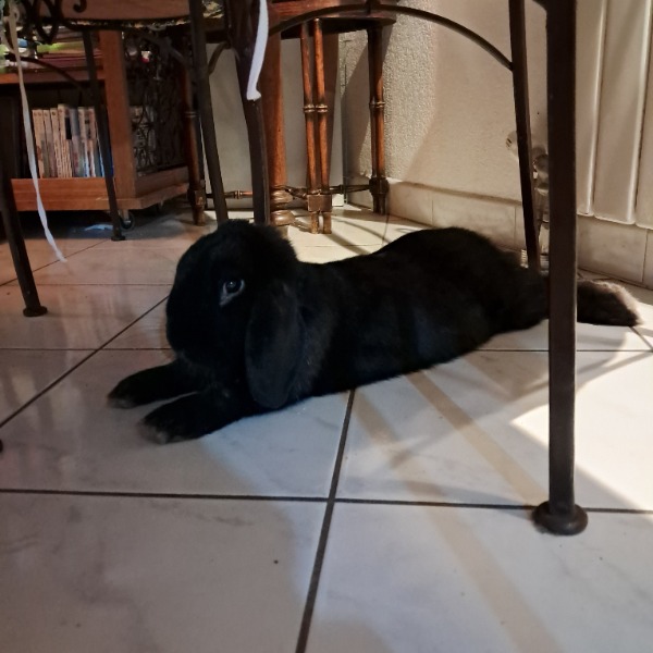 Pilou
