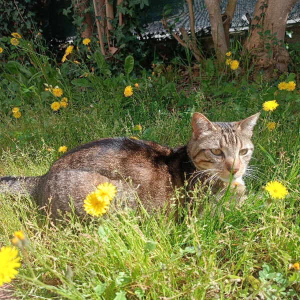 Pixel