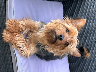Photo de Lucky
