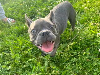Klaus