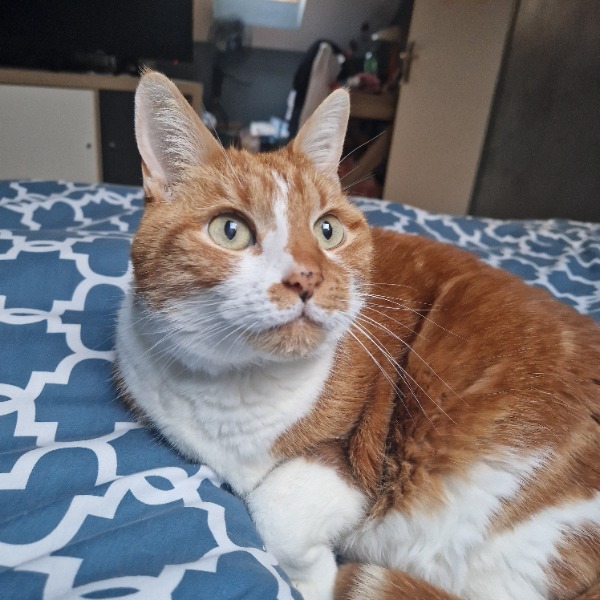 Photo de Croquette