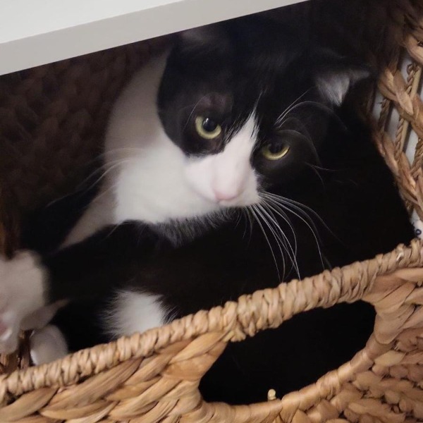Oreo