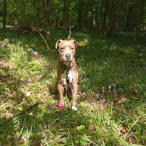 Freyja