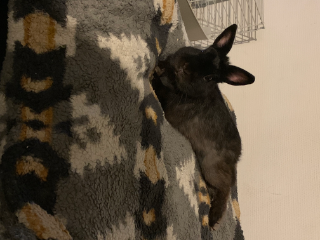 Panpan