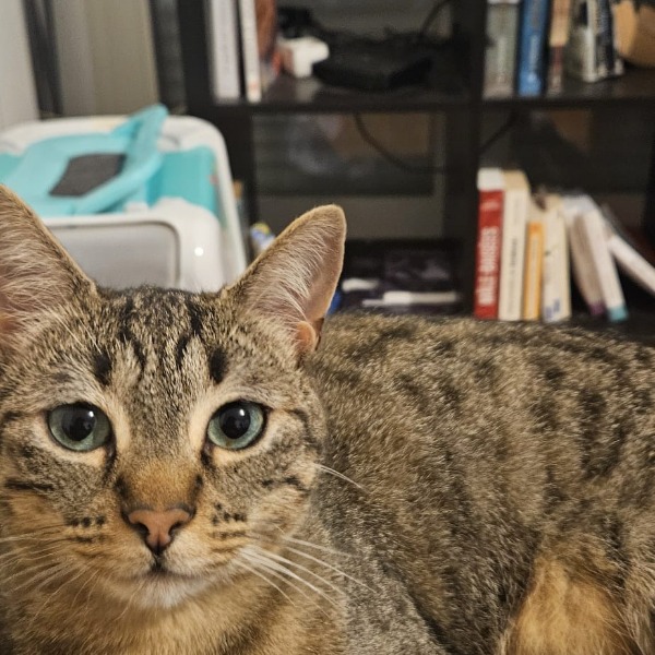Photo de Sirius